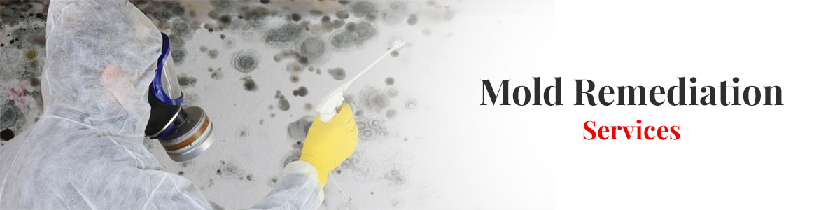 Mold Remediation in Little Rock, Conway & Benton, AR
