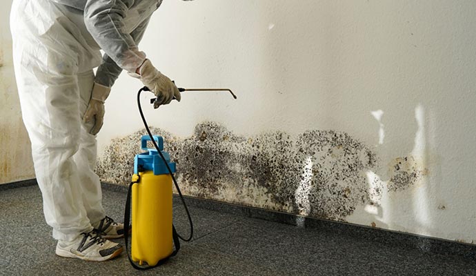 Mold remediation professionally