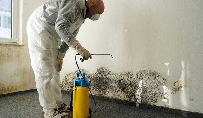 Professional mold remediation service