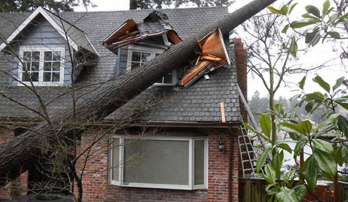 Tree damaged house