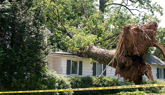 Large tree fallen on residential roof after a heavy wind storm