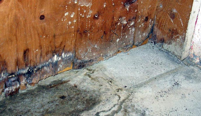 Black mold