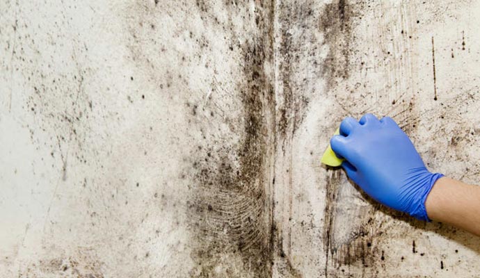 Person cleaning mold on wall