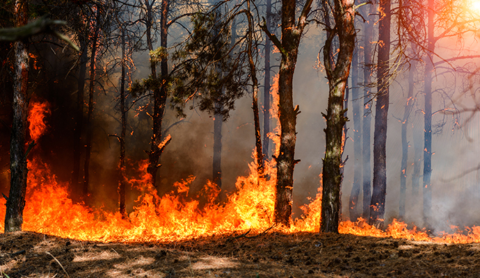 Wildfire spreading and burning trees in the forest